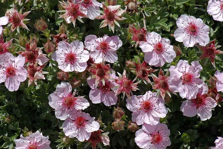 Potentilla nitida / Cinquefoglia delle Dolomiti